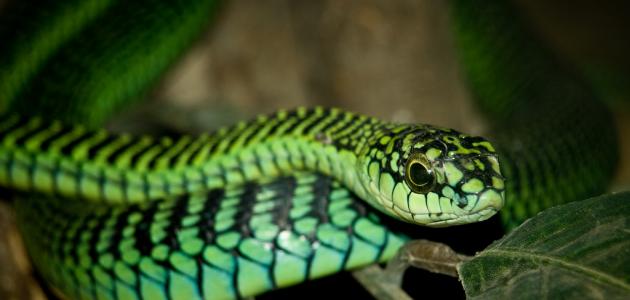 كيف تتزاوج الأفاعي كيف تتزاوج الأفاعي