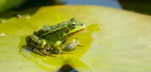 كيف تتنفس الحيوانات البرمائية كيف تتنفس الحيوانات البرمائية