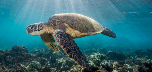 كيف تتنفس السلحفاة كيف تتنفس السلحفاة