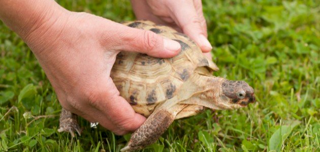 كيف تربي السلحفاة كيف تربي السلحفاة