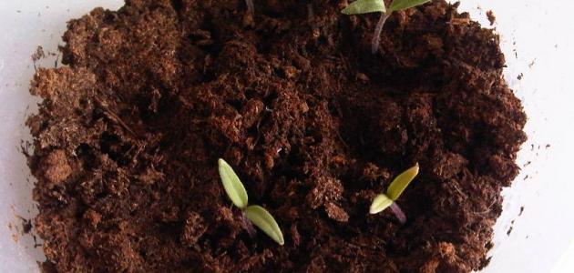 كيف تزرع الطماطم بالبذور كيف تزرع الطماطم بالبذور