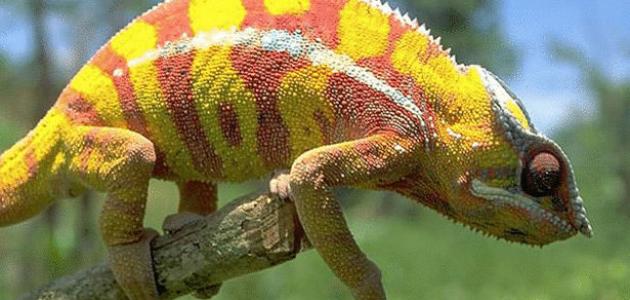 كيف تغير الحرباء لونها كيف تغير الحرباء لونها