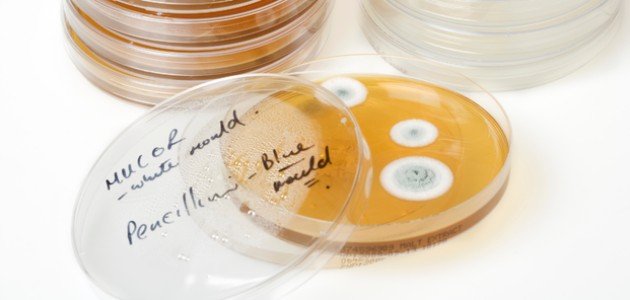 كيف تم اكتشاف البنسلين