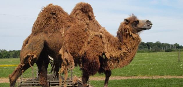 كيف خلقت الإبل كيف خلقت الإبل