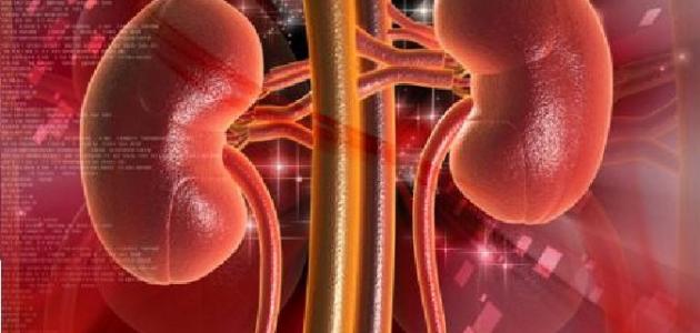 كيف نحافظ على الكلى كيف نحافظ على الكلى