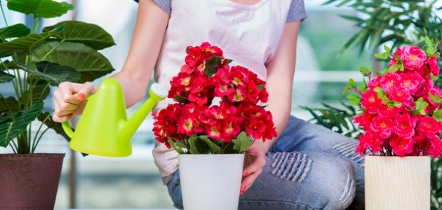 كيف نحافظ على النباتات كيف نحافظ على النباتات