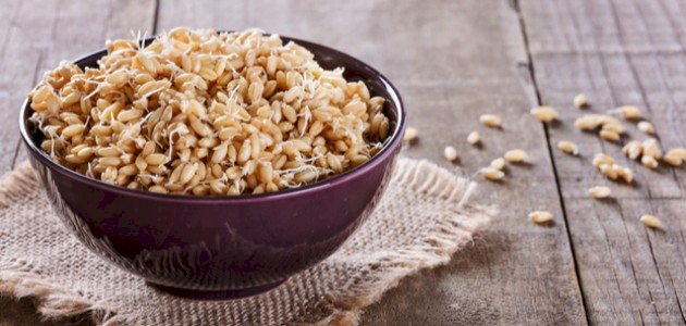 كيف نحصل على جنين القمح كيف نحصل على جنين القمح