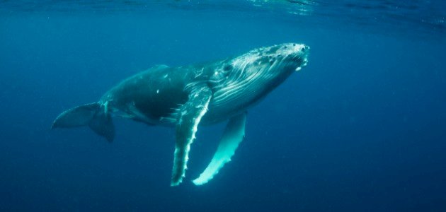 كيف يتنفس الحوت