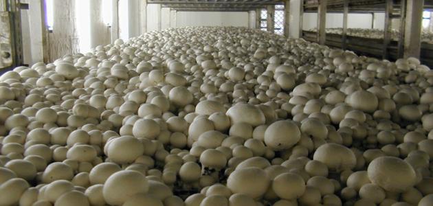 كيف يزرع الفطر كيف يزرع الفطر