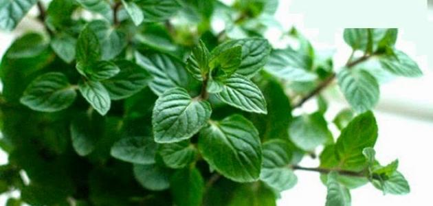 كيف يزرع نبات النعناع كيف يزرع نبات النعناع