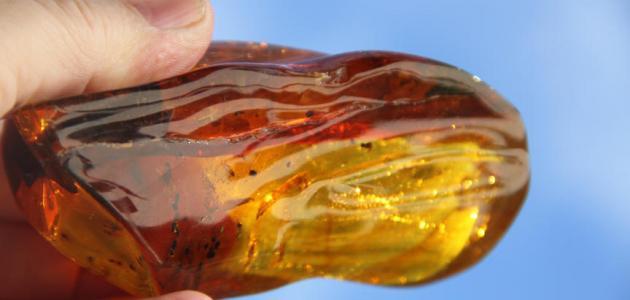 كيف يستخرج العنبر من الحوت كيف يستخرج العنبر من الحوت