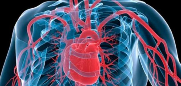 كيف يعمل القلب كيف يعمل القلب