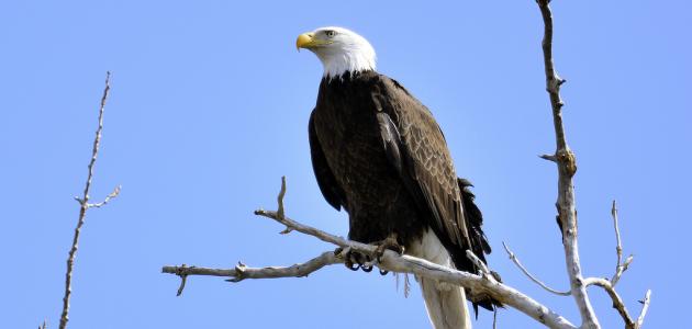 كيف يموت النسر كيف يموت النسر