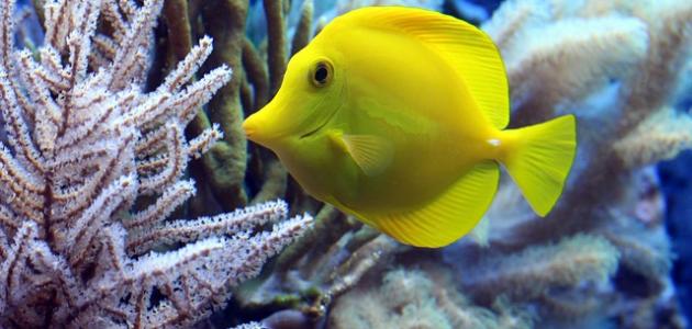 كيف ينام السمك