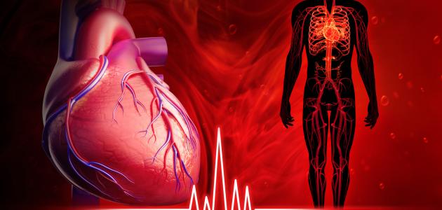 كيف ينبض القلب كيف ينبض القلب