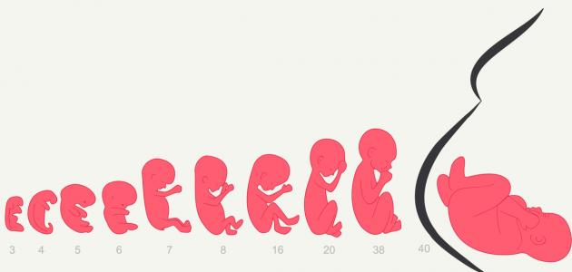 كيف ينمو الجنين كيف ينمو الجنين