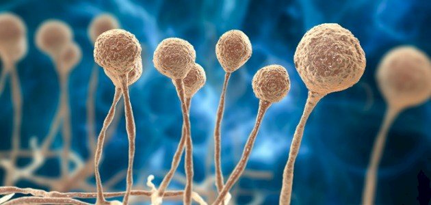 كيف ينمو الفطر