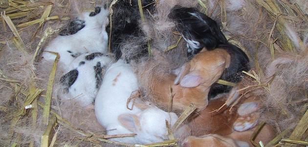 كيف يولد الأرنب كيف يولد الأرنب