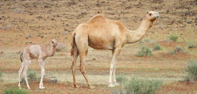 كيف يولد الجمل كيف يولد الجمل