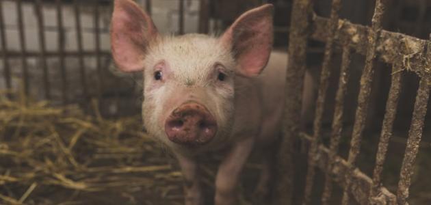 لماذا حرم أكل الخنزير لماذا حرم أكل الخنزير