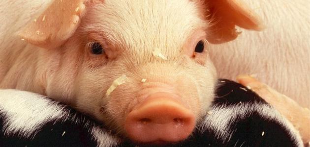 لماذا حرم الخنزير لماذا حرم الخنزير