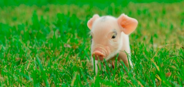 لماذا حرّم لحم الخنزير لماذا حرّم لحم الخنزير