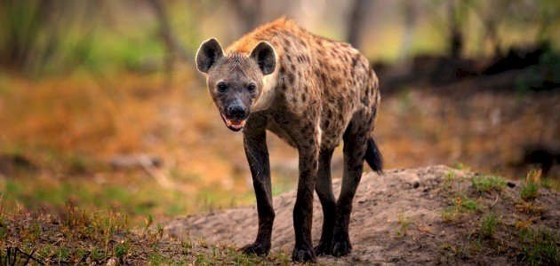 لماذا حلل أكل الضبع