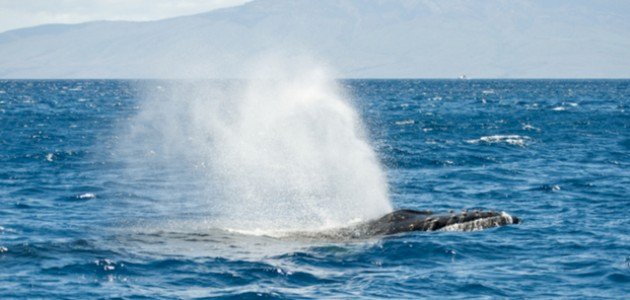 لماذا يخرج الحوت نافورة ماء