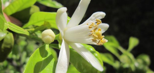 ماء الزهر ماء الزهر