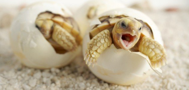 ماذا تأكل السلحفاة