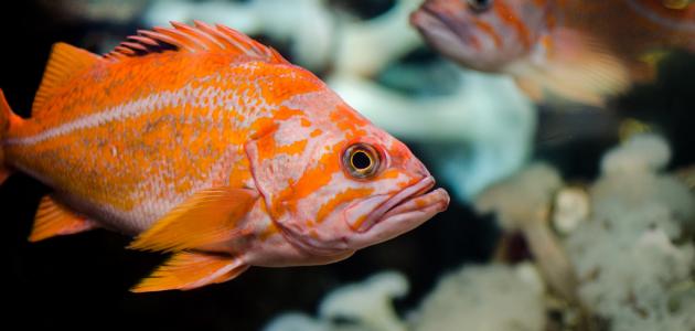 ماذا تتنفس الأسماك