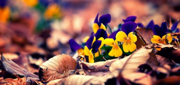 ماذا تعني ألوان الورود ماذا تعني ألوان الورود