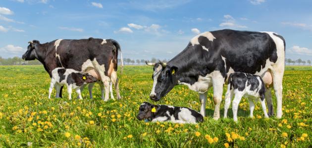 ماذا نستفيد من الحيوانات ماذا نستفيد من الحيوانات