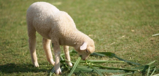 ماذا يأكل الخروف ماذا يأكل الخروف