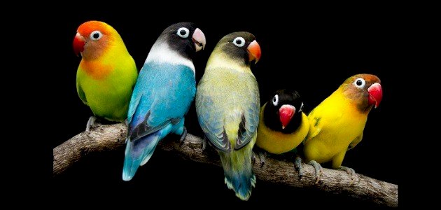 ماذا يأكل طائر الحب