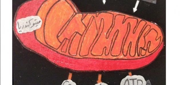 ماذا يحدث خلال التنفس الخلوي ماذا يحدث خلال التنفس الخلوي