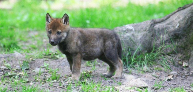 ماذا يسمى صغير الذئب