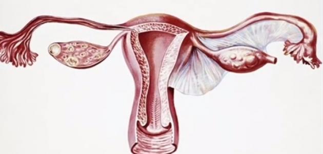 ماذا يعني سُمك بطانة الرحم ماذا يعني سُمك بطانة الرحم