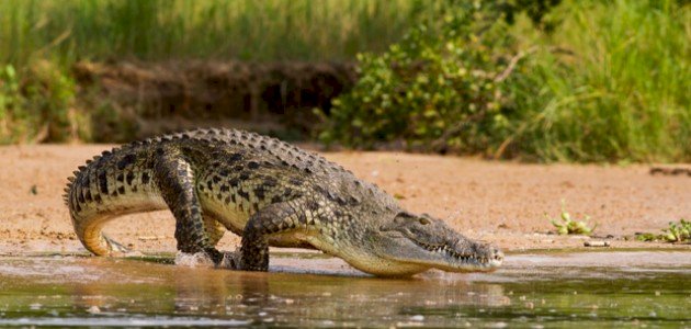 ماذا يغطي جسم التمساح ماذا يغطي جسم التمساح