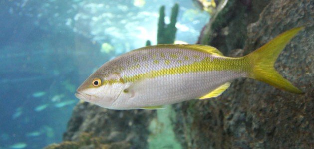 ماذا يغطي جسم السمكة ماذا يغطي جسم السمكة