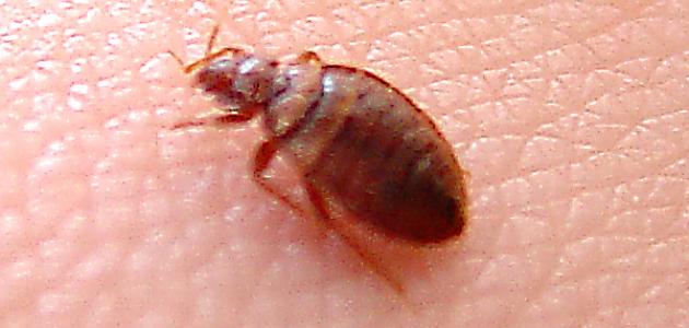 ما أسباب ظهور حشرة البق ما أسباب ظهور حشرة البق