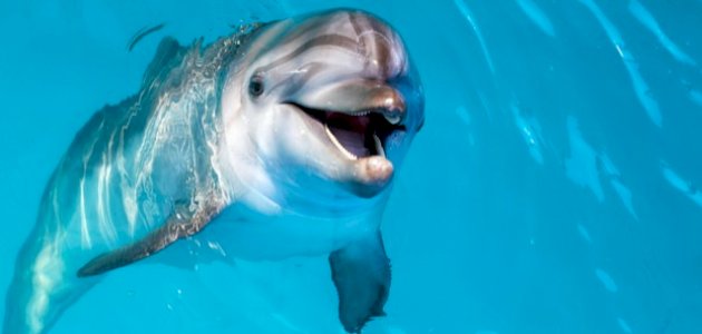 ما أقوى الحيوانات ذاكرة ما أقوى الحيوانات ذاكرة