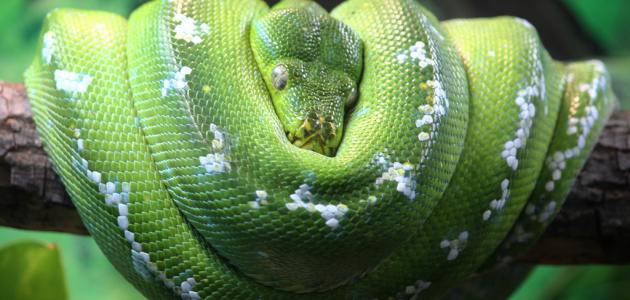 ما اسم أطول أفعى في العالم ما اسم أطول أفعى في العالم