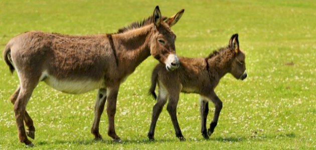 ما اسم أنثى الحمار ما اسم أنثى الحمار