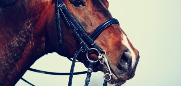 ما اسم خيل الرسول صلى الله عليه وسلم ما اسم خيل الرسول صلى الله عليه وسلم