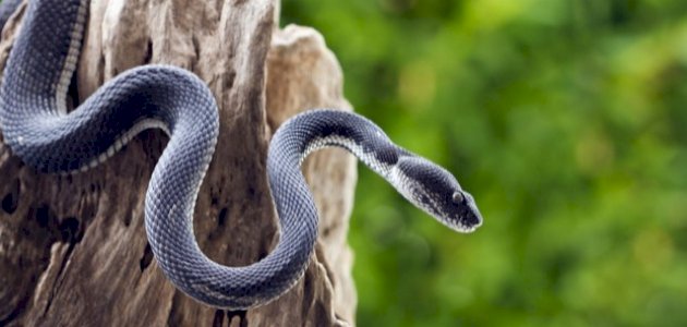 ما اسم ذكر الأفعى ما اسم ذكر الأفعى