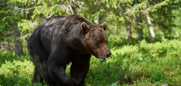 ما اسم صغير الدب