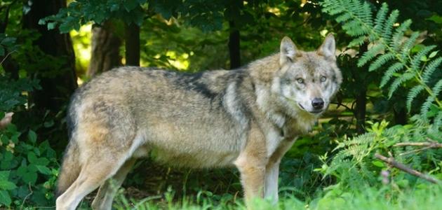 ما اسم صوت الذئب ما اسم صوت الذئب