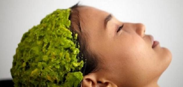 ما فوائد الأفوكادو للشعر ما فوائد الأفوكادو للشعر