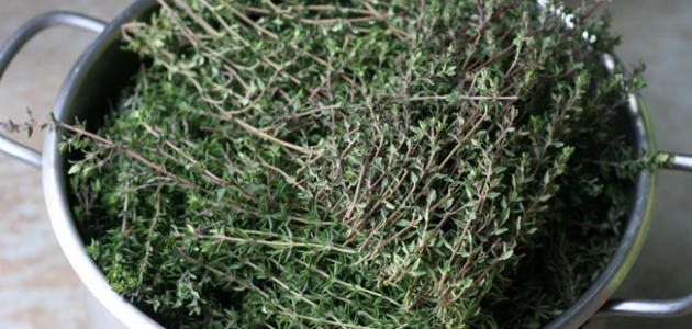 ما فوائد الزعتر للوجه ما فوائد الزعتر للوجه